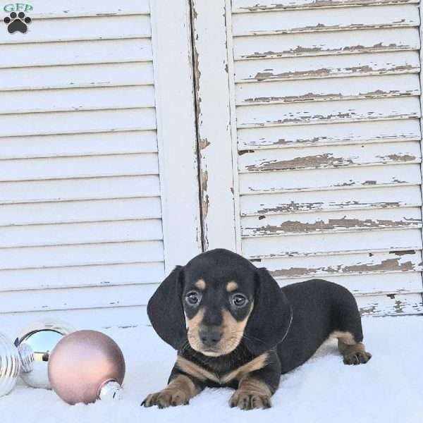 Rocket, Dachshund Puppy